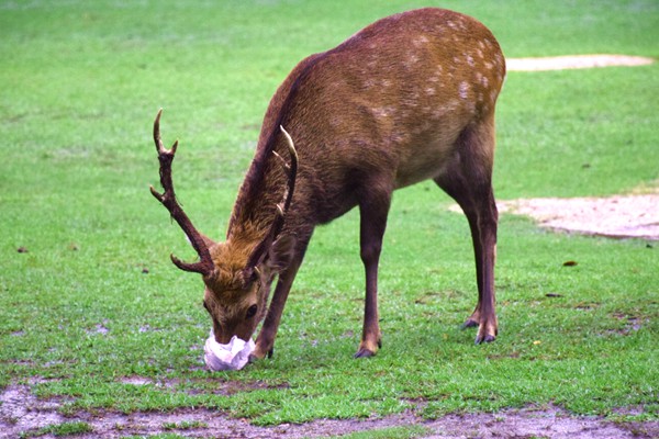 绿之汇PDM3000自然生态降解母粒：破解PE沐浴球污染难题，引领日化耗材绿色升级